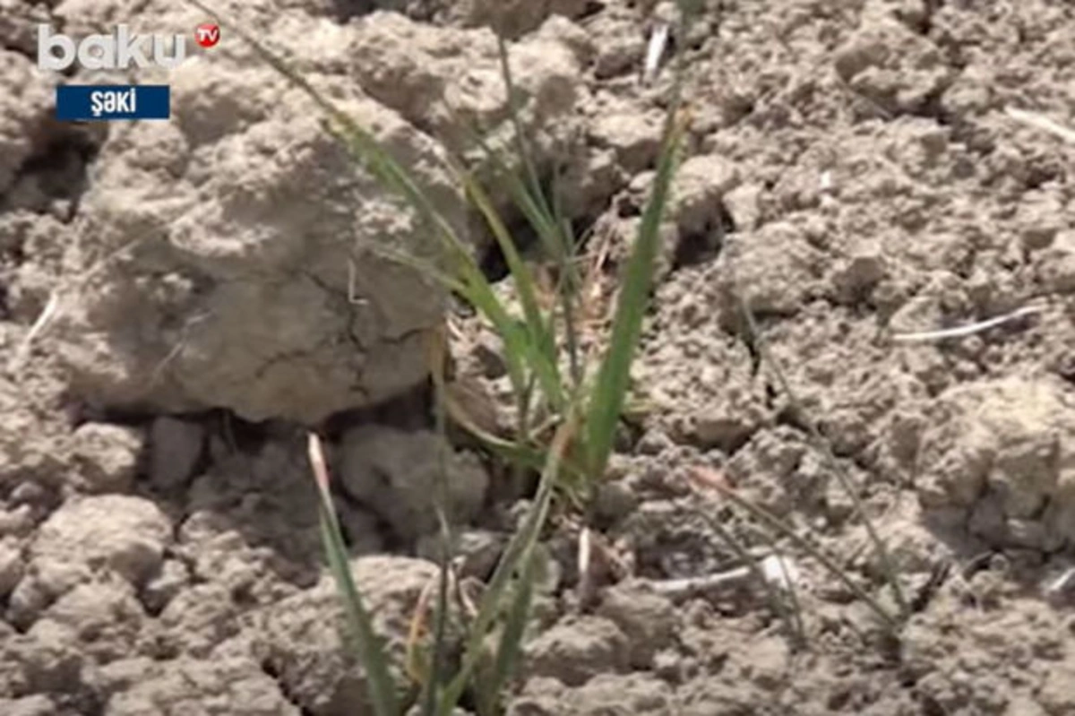 Жители Шеки жалуются на нехватку воды для орошения полей - ВИДЕО